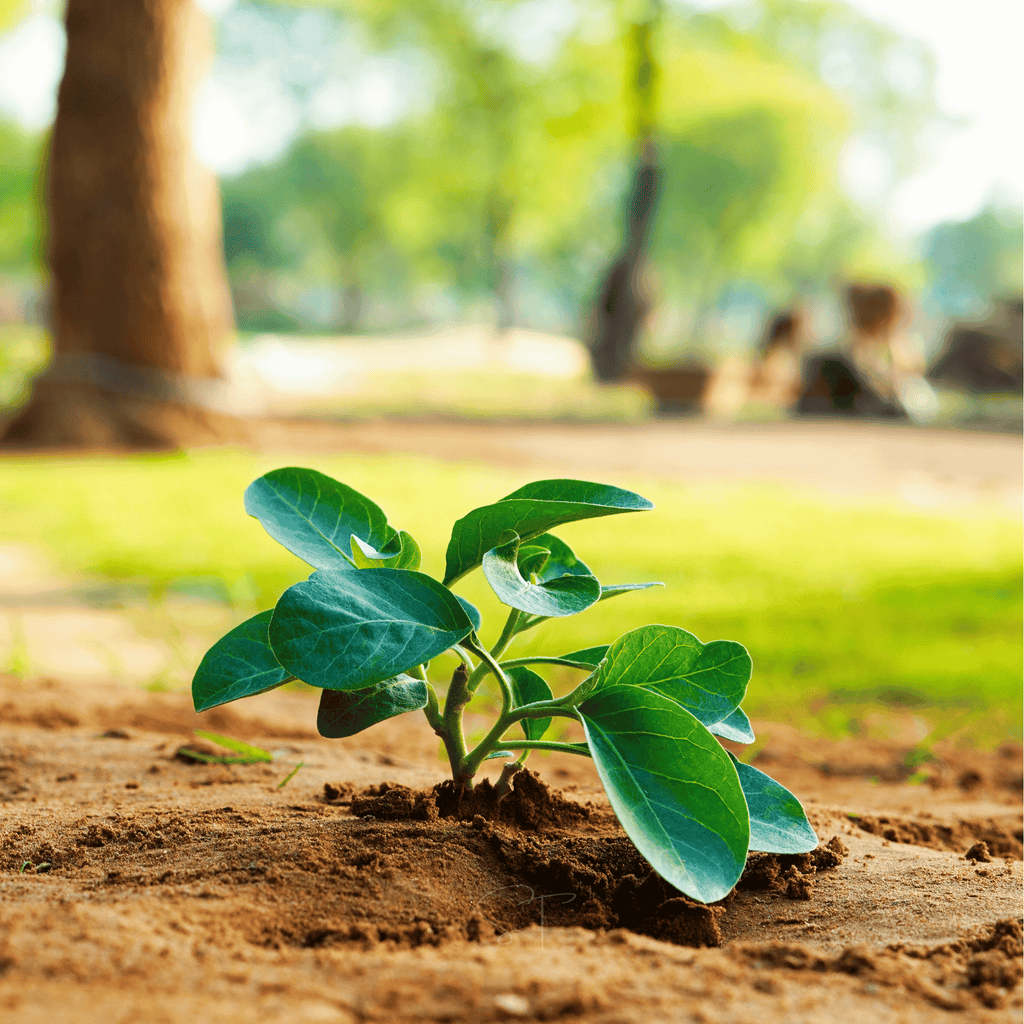 Ashwagandha (Indian Ginseng) – 30 Seeds - Garden Gets