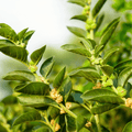 Ashwagandha (Indian Ginseng) – 30 Seeds - Garden Gets