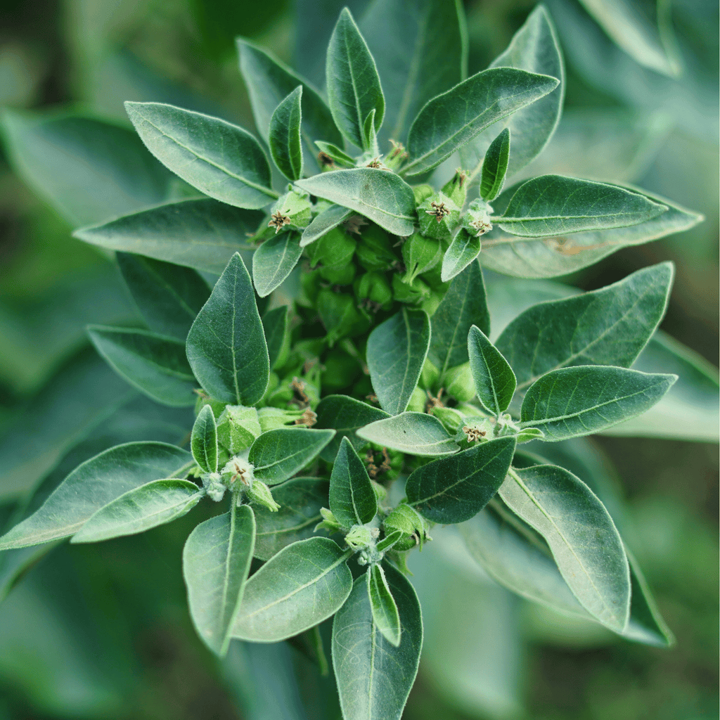 Ashwagandha (Indian Ginseng) – 30 Seeds - Garden Gets