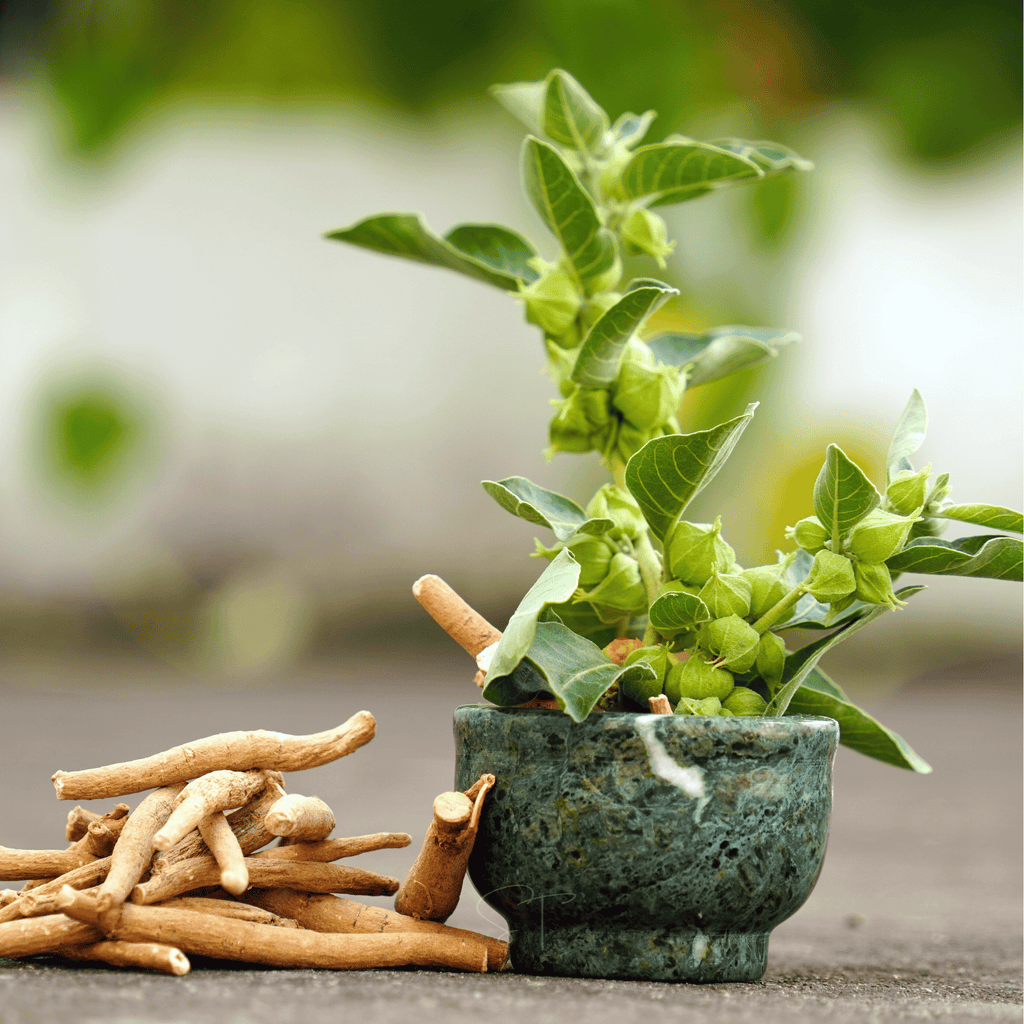 Ashwagandha (Indian Ginseng) – 30 Seeds - Garden Gets