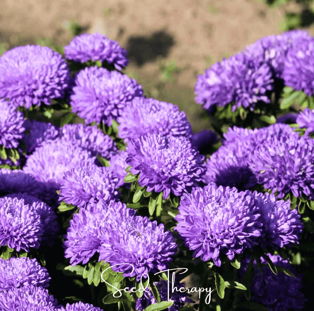 Lavender Gremlin Aster – 50 Seeds - Garden Gets
