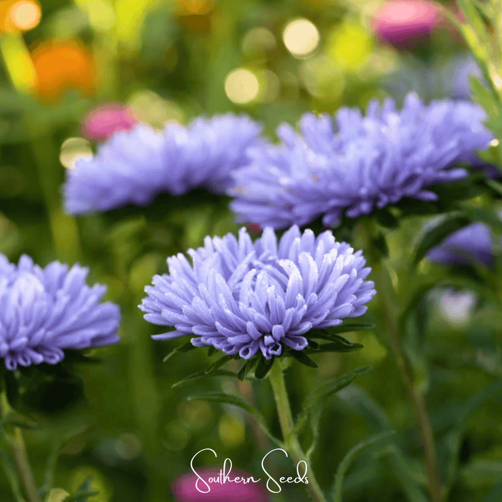 Lavender Gremlin Aster – 50 Seeds - Garden Gets