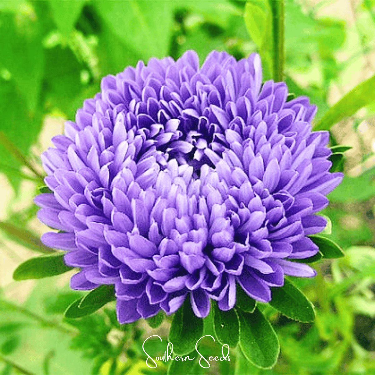 Lavender Gremlin Aster – 50 Seeds - Garden Gets