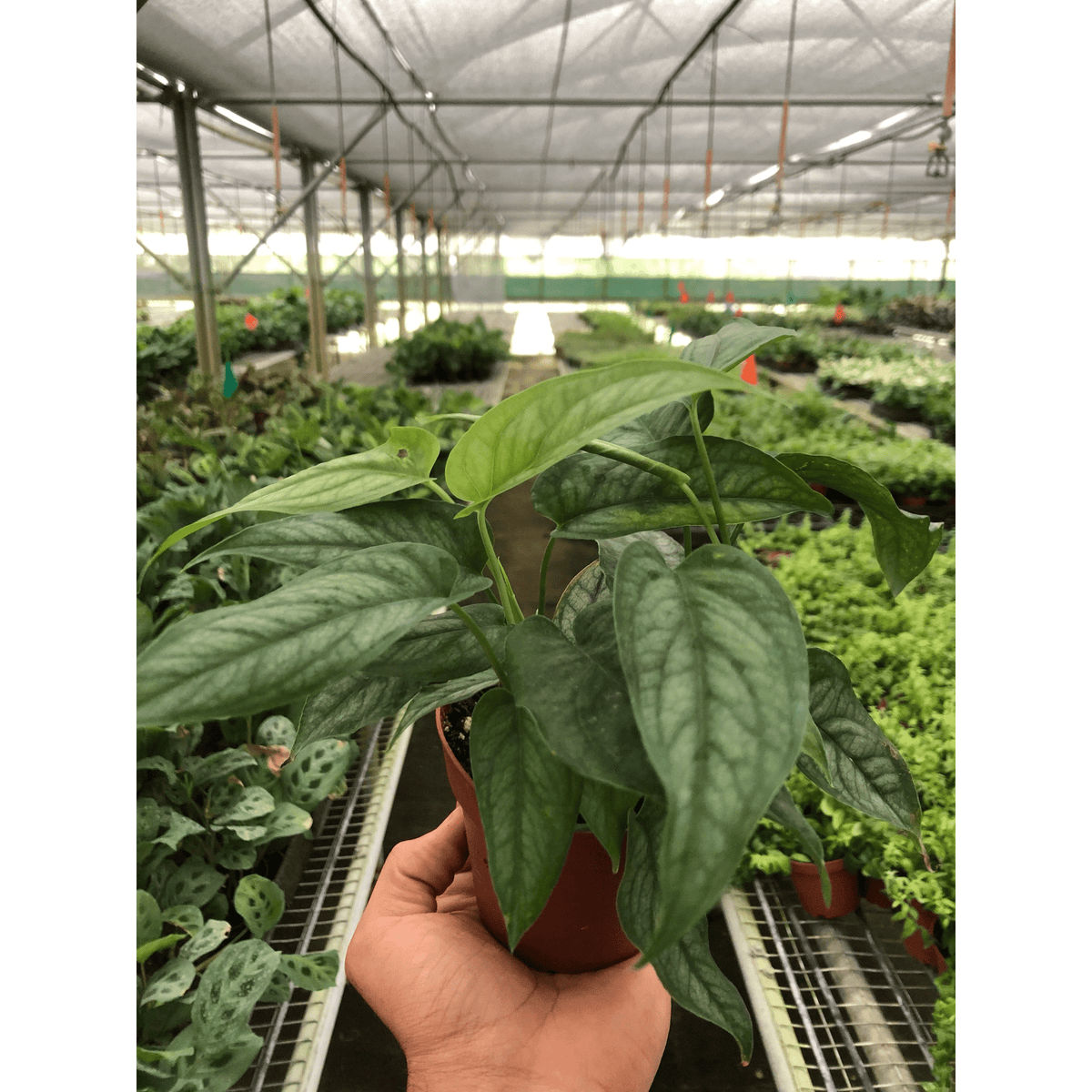 Monstera 'Siltepecana' - Garden Gets