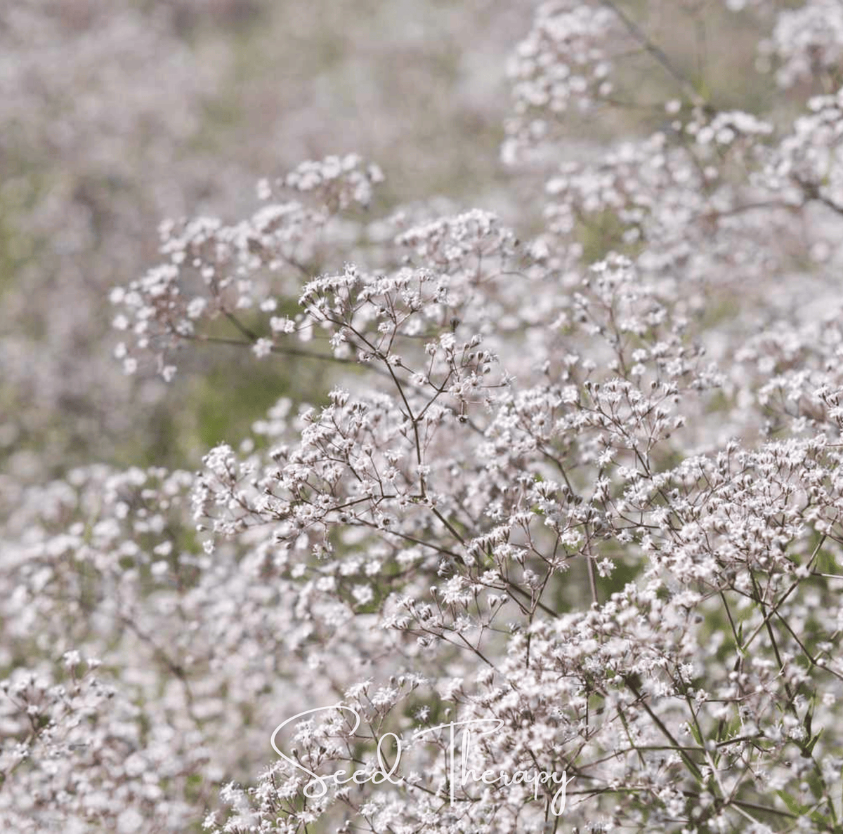 Perennial Baby’s Breath – 100 Seeds - Garden Gets