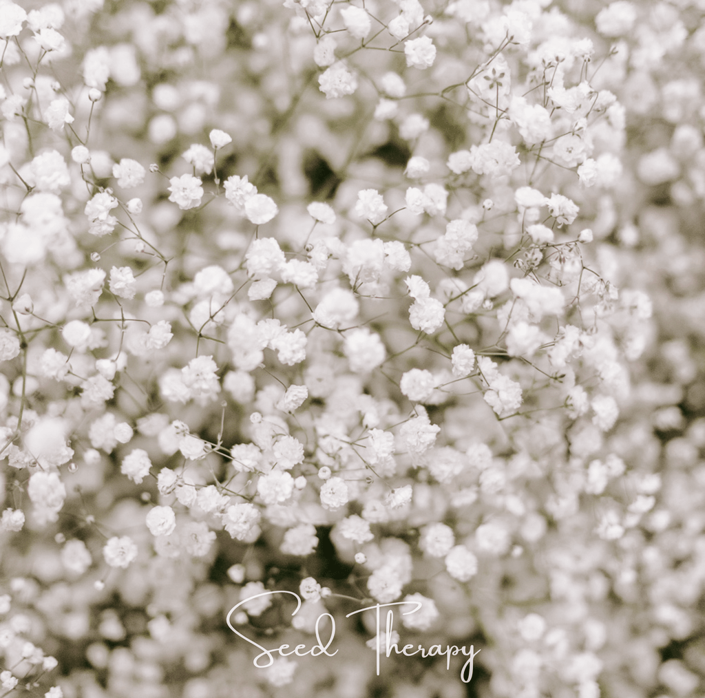 Perennial Baby’s Breath – 100 Seeds - Garden Gets