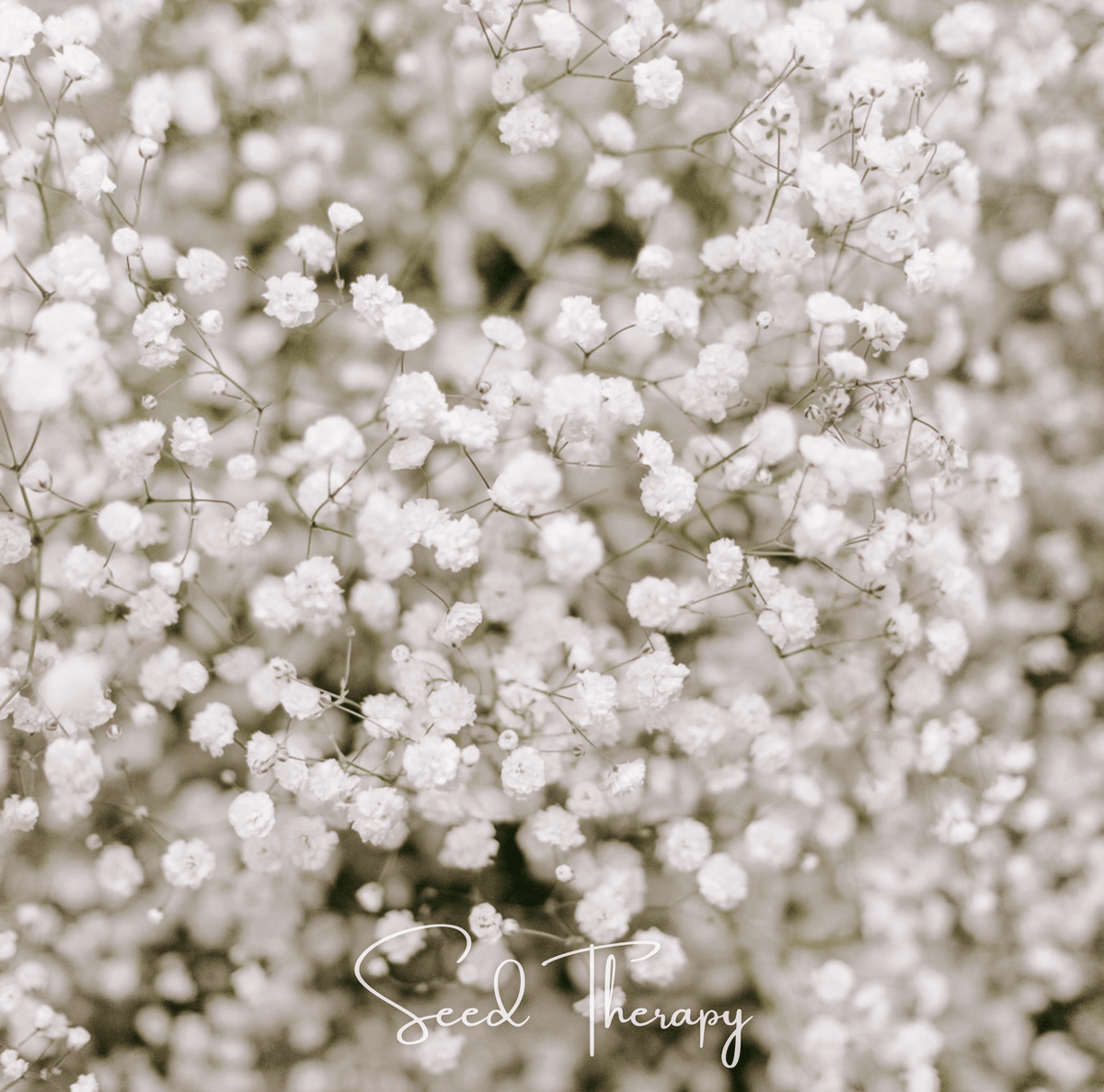 Perennial Baby’s Breath – 100 Seeds - Garden Gets