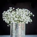 Perennial Baby’s Breath – 100 Seeds - Garden Gets