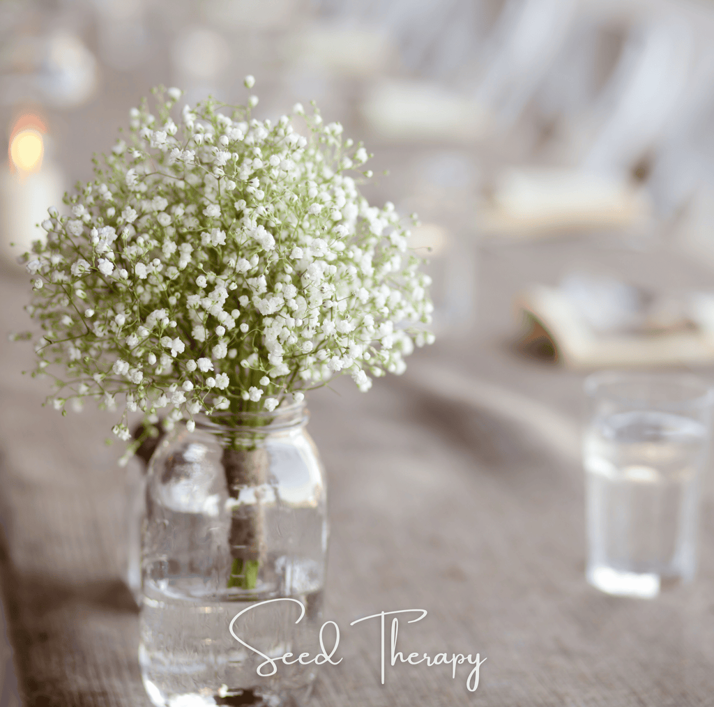 Perennial Baby’s Breath – 100 Seeds - Garden Gets
