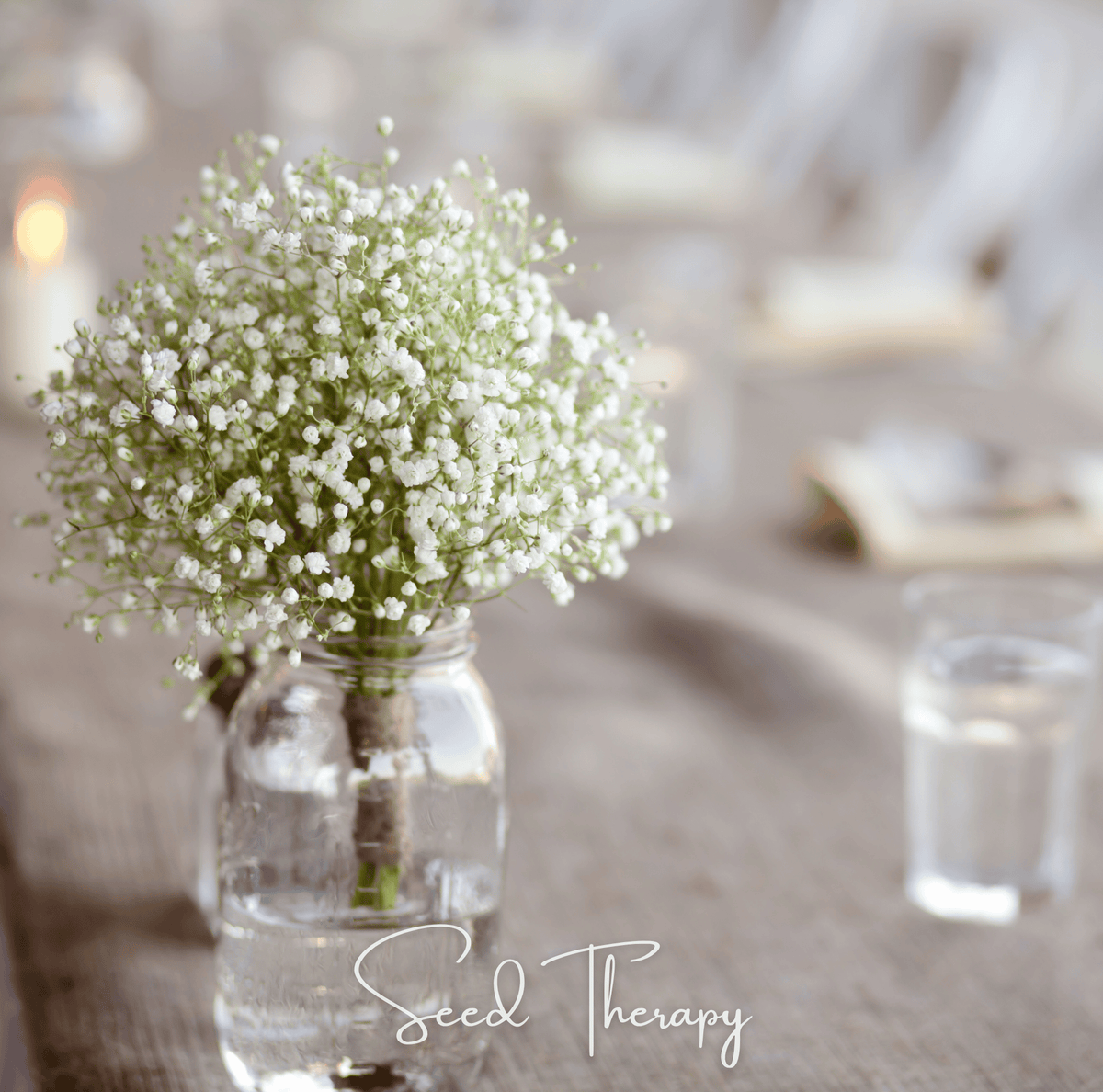 Perennial Baby’s Breath – 100 Seeds - Garden Gets