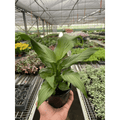 Spathiphyllum 'Platinum Mist' - Garden Gets