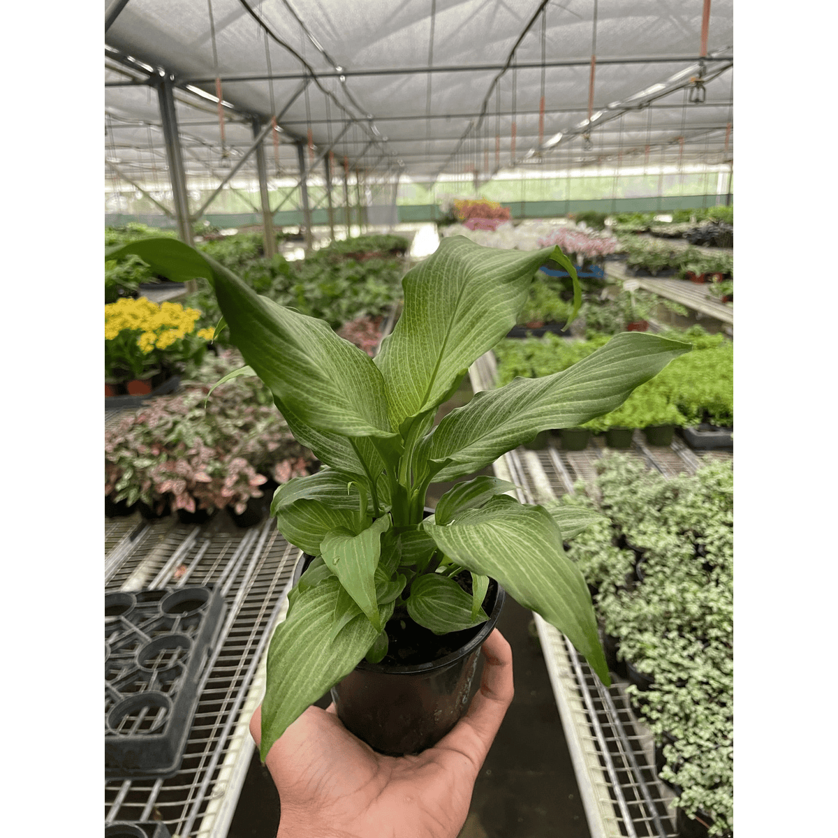 Spathiphyllum 'Platinum Mist' - Garden Gets