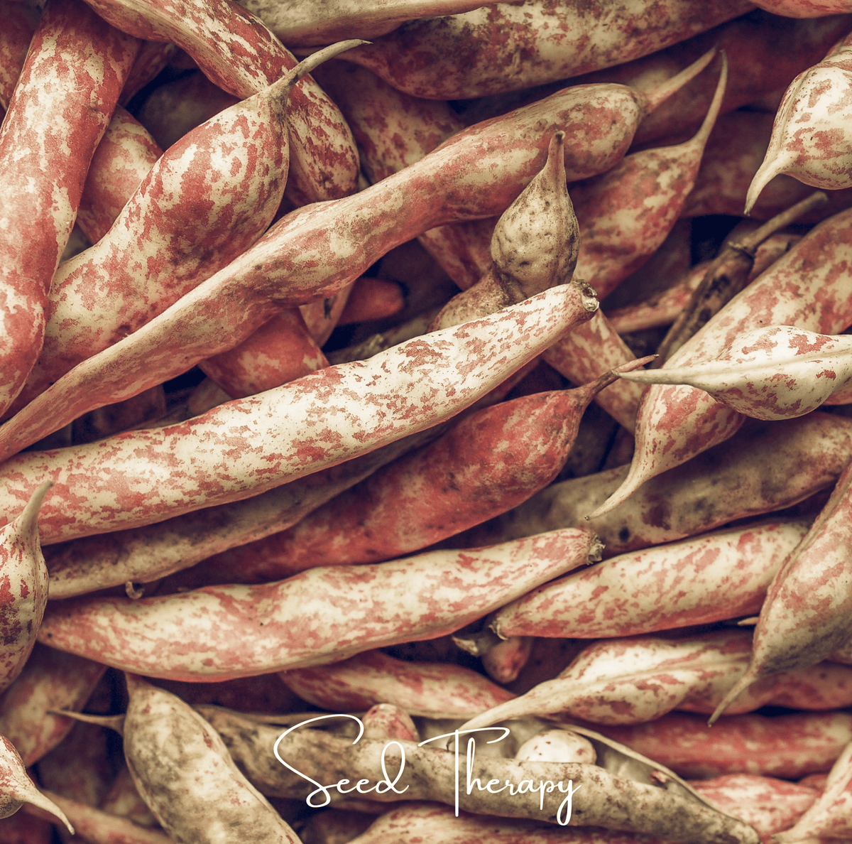 Vermont Cranberry Bean (Bush) – 20 Seeds