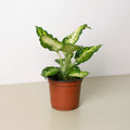 Dieffenbachia 'Amy' - Garden Gets