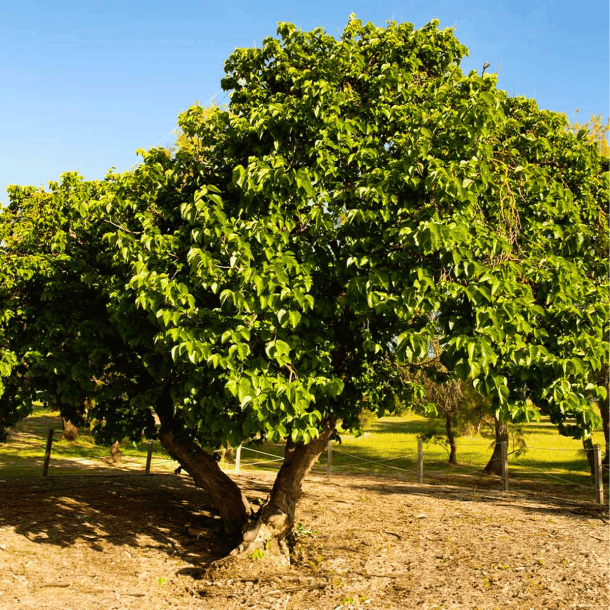 Black Mulberry – 50 Seeds - Garden Gets