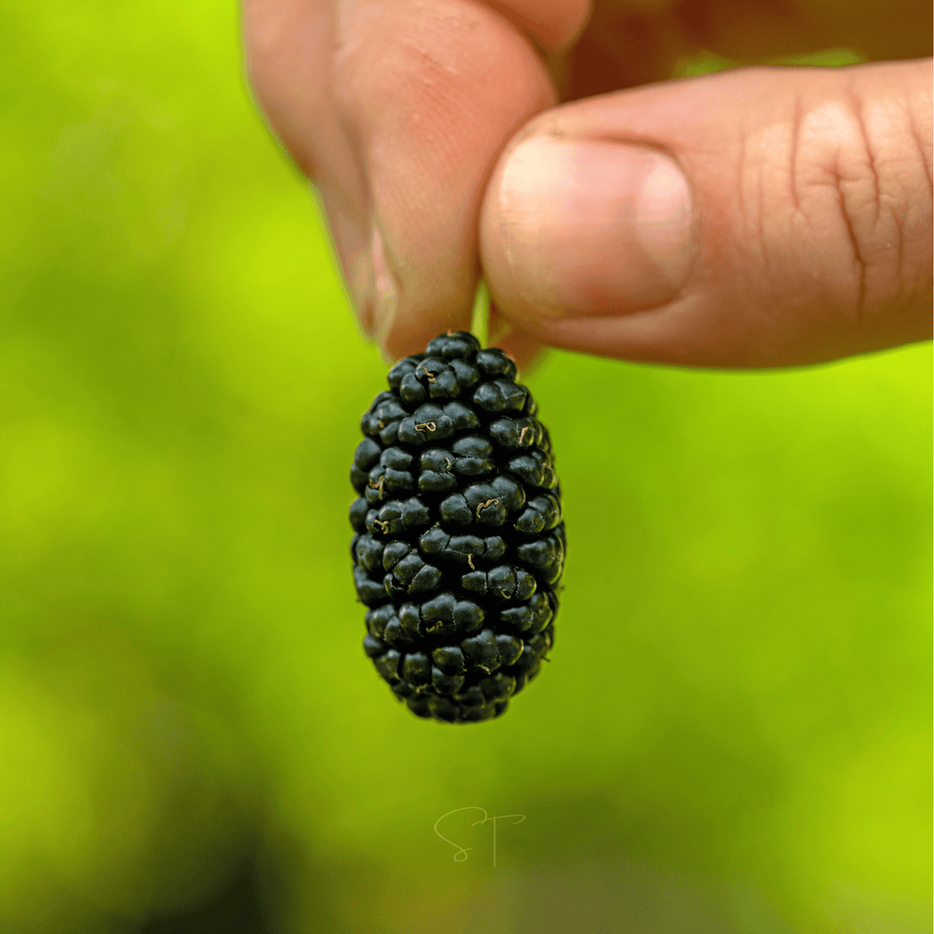 Black Mulberry – 50 Seeds - Garden Gets