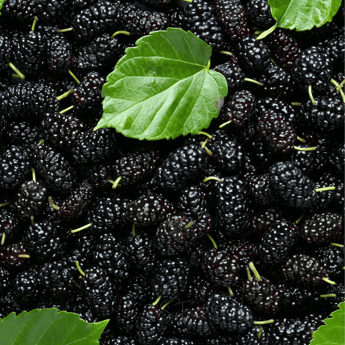 Black Mulberry – 50 Seeds - Garden Gets