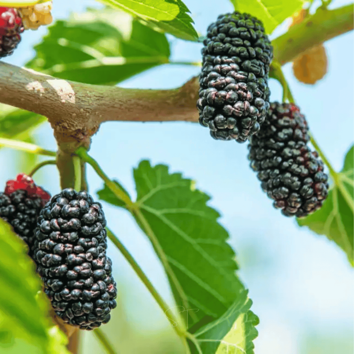 Black Mulberry – 50 Seeds - Garden Gets