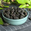 Black Mulberry – 50 Seeds - Garden Gets
