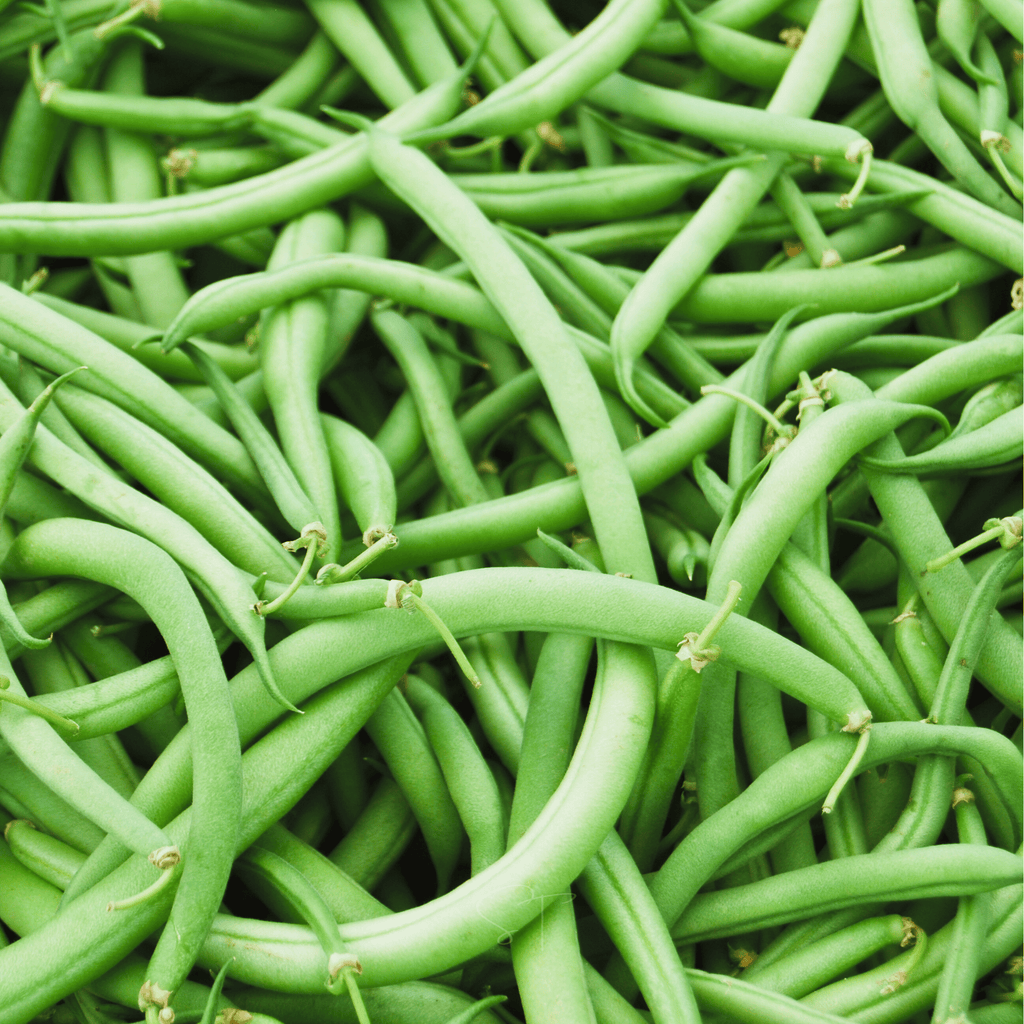 Blue Lake Bean (Pole) – 50 Seeds - Garden Gets