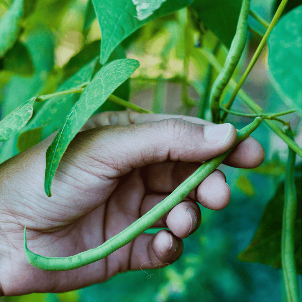 Blue Lake Bean (Pole) – 50 Seeds - Garden Gets