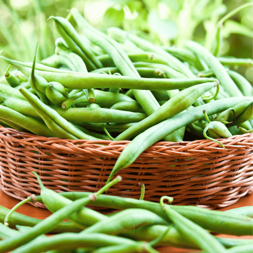 Blue Lake Bean (Pole) – 50 Seeds - Garden Gets