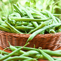 Blue Lake Bean (Pole) – 50 Seeds - Garden Gets