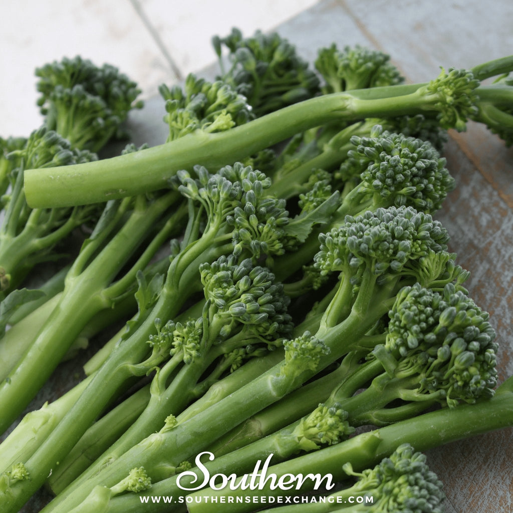 Calabrese Green Broccoli – 100 Seeds - Garden Gets