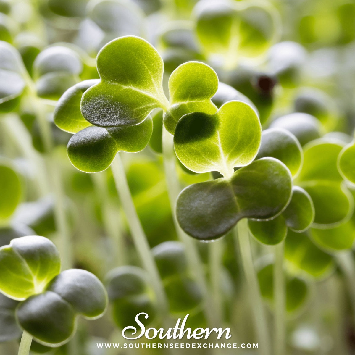 Calabrese Green Broccoli – 100 Seeds - Garden Gets