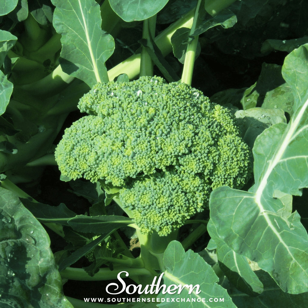 Waltham 29 Broccoli – 100 Seeds - Garden Gets
