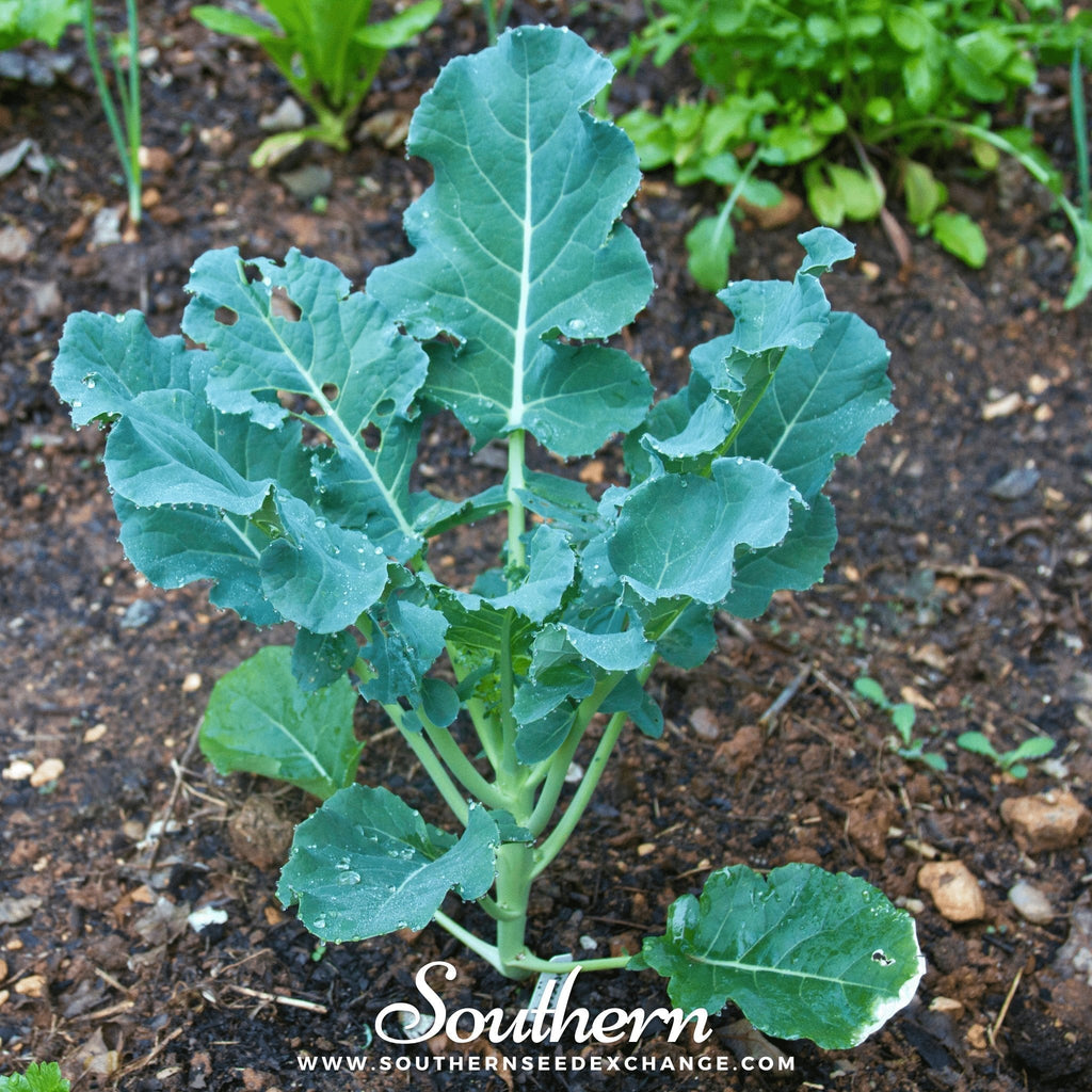 Waltham 29 Broccoli – 100 Seeds - Garden Gets