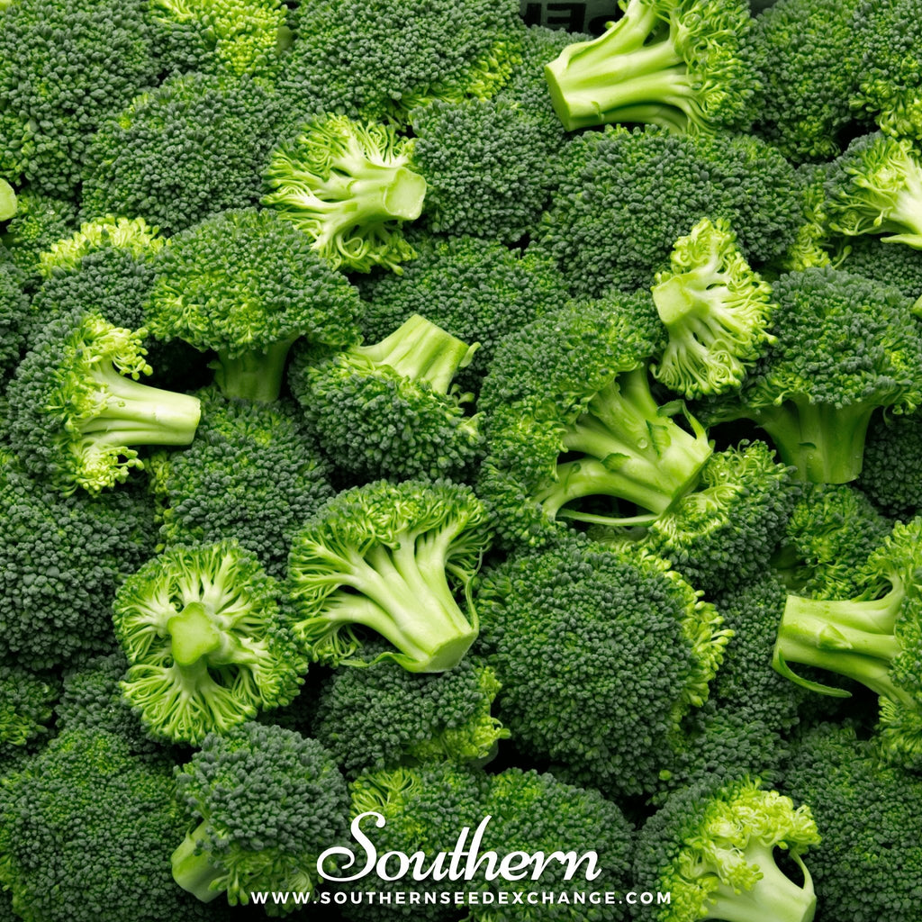 Waltham 29 Broccoli – 100 Seeds - Garden Gets