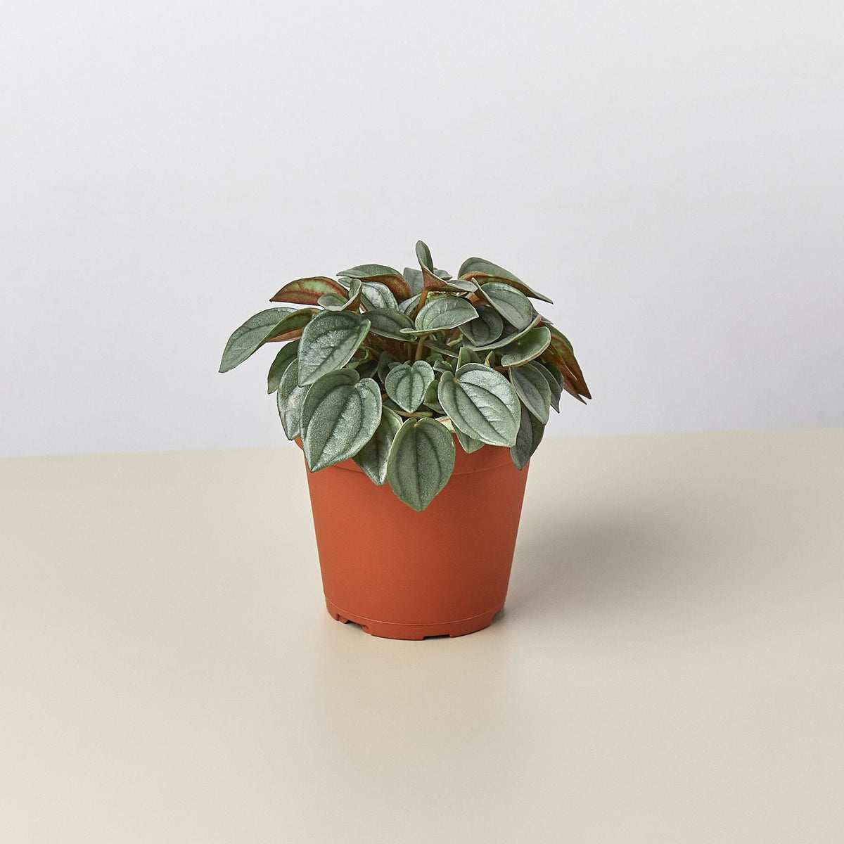 Peperomia 'Napoli Nights' - 4" Pot - Garden Gets