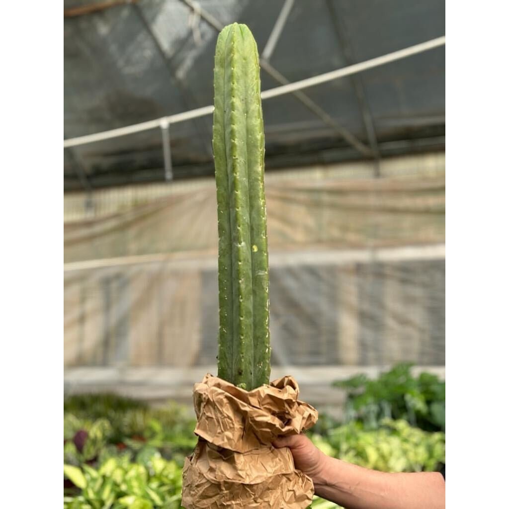 Cactus Echinopsis Pachanoi - 2FT - Garden Gets
