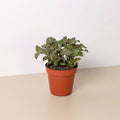 Fittonia 'Pink' - Garden Gets