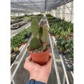 Opuntia 'Microdasys' (Bunny Ear Cactus) - Garden Gets