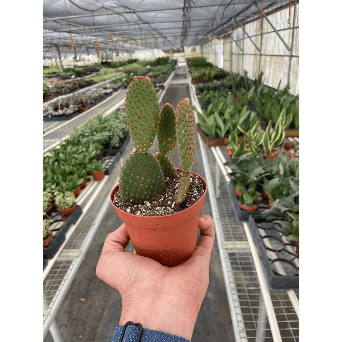 Opuntia 'Microdasys' (Bunny Ear Cactus) - Garden Gets