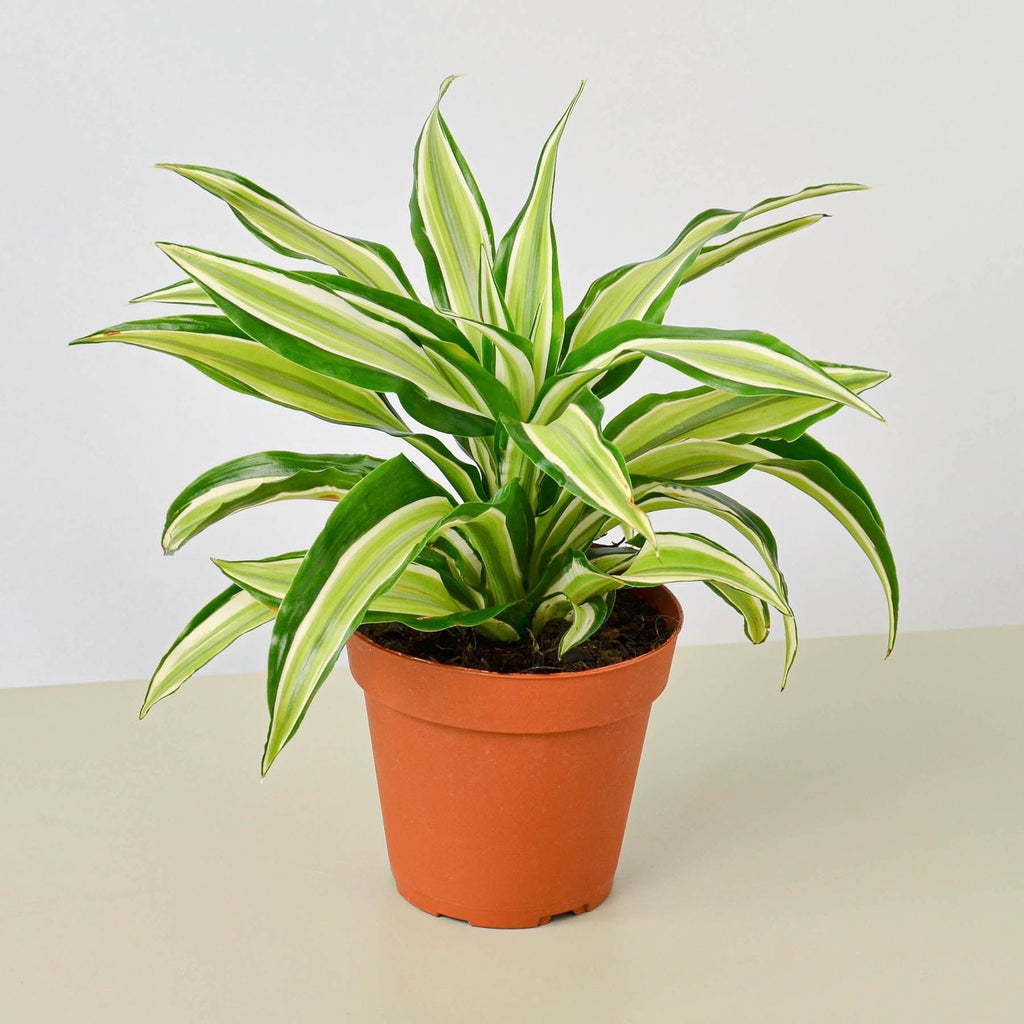 Dracaena 'Malaika' - Garden Gets