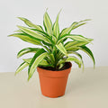 Dracaena 'Malaika' - Garden Gets