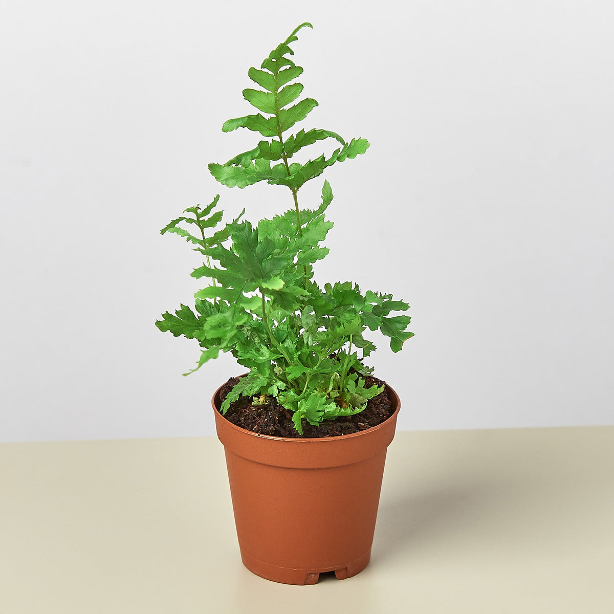 Autumn Fern - Garden Gets