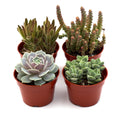 Assorted Succulent Variety - Garden Gets