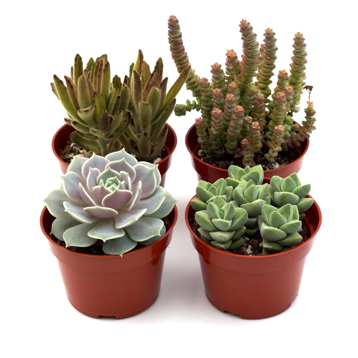 Assorted Succulent Variety - Garden Gets
