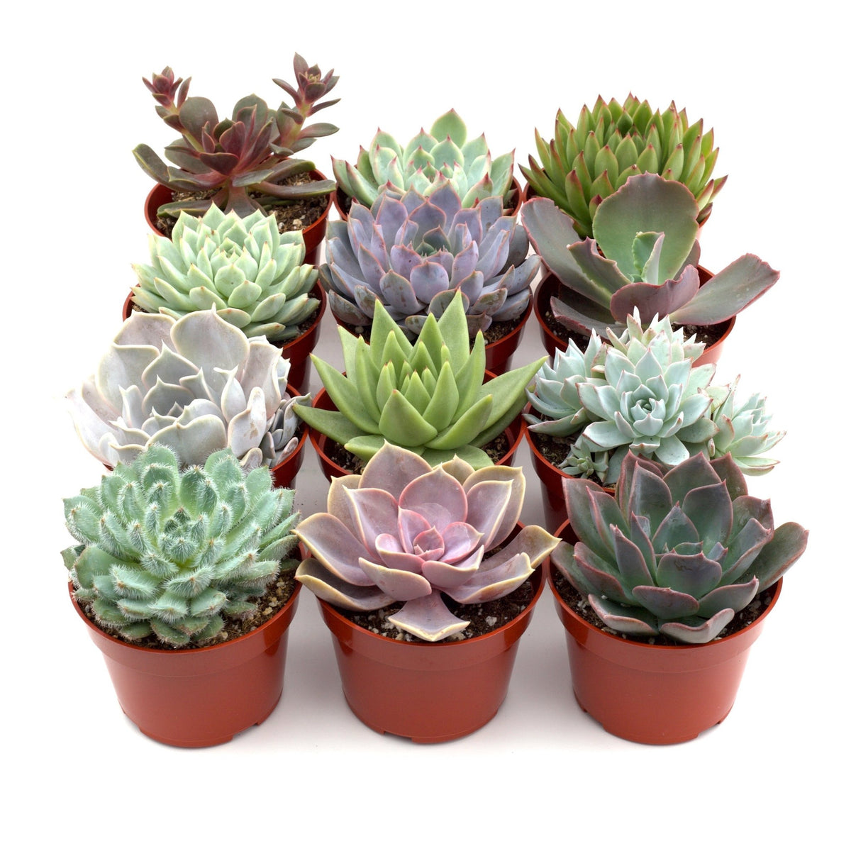 Succulent Variety Packs - Garden Gets
