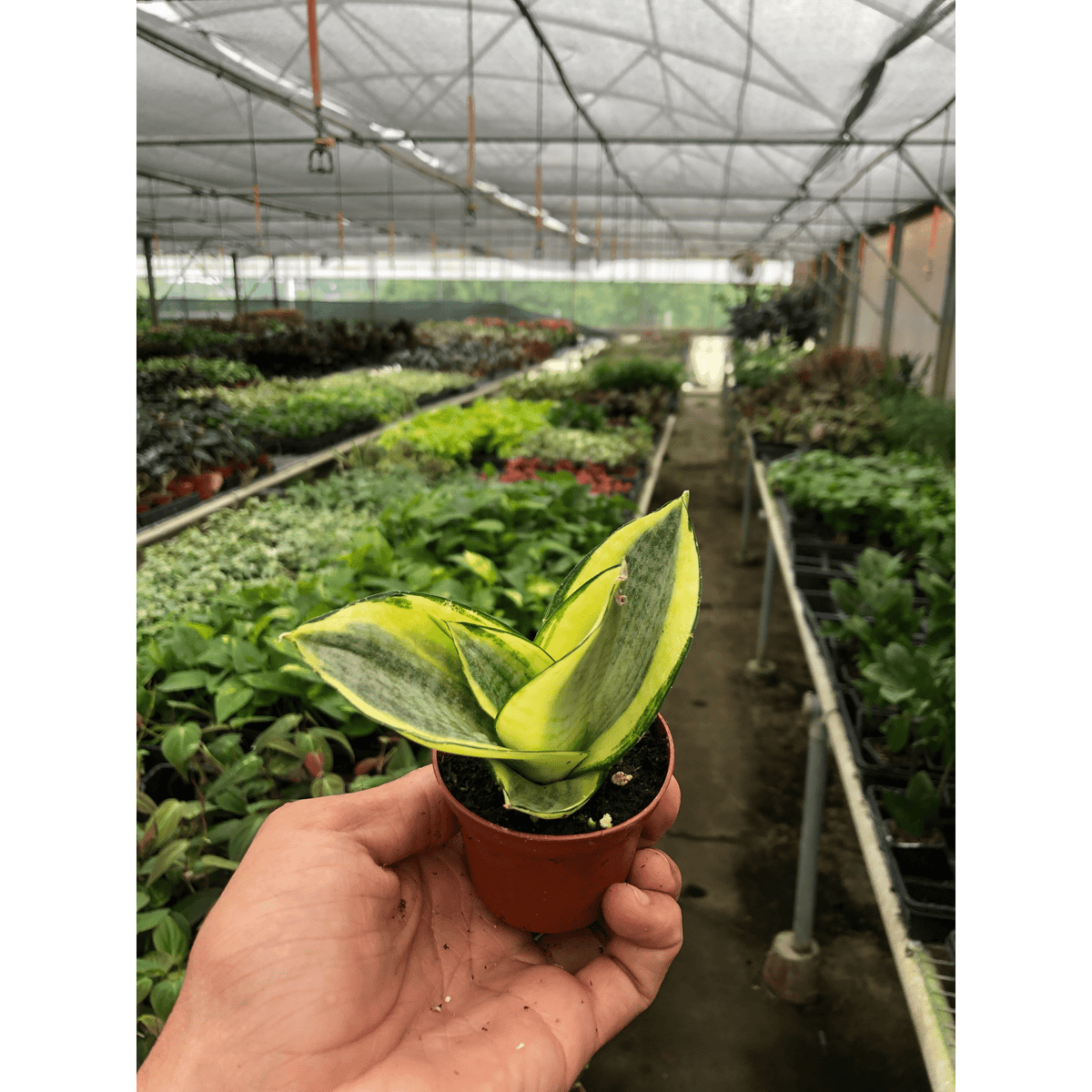 Snake Plant 'Gold Hahnii' - Garden Gets