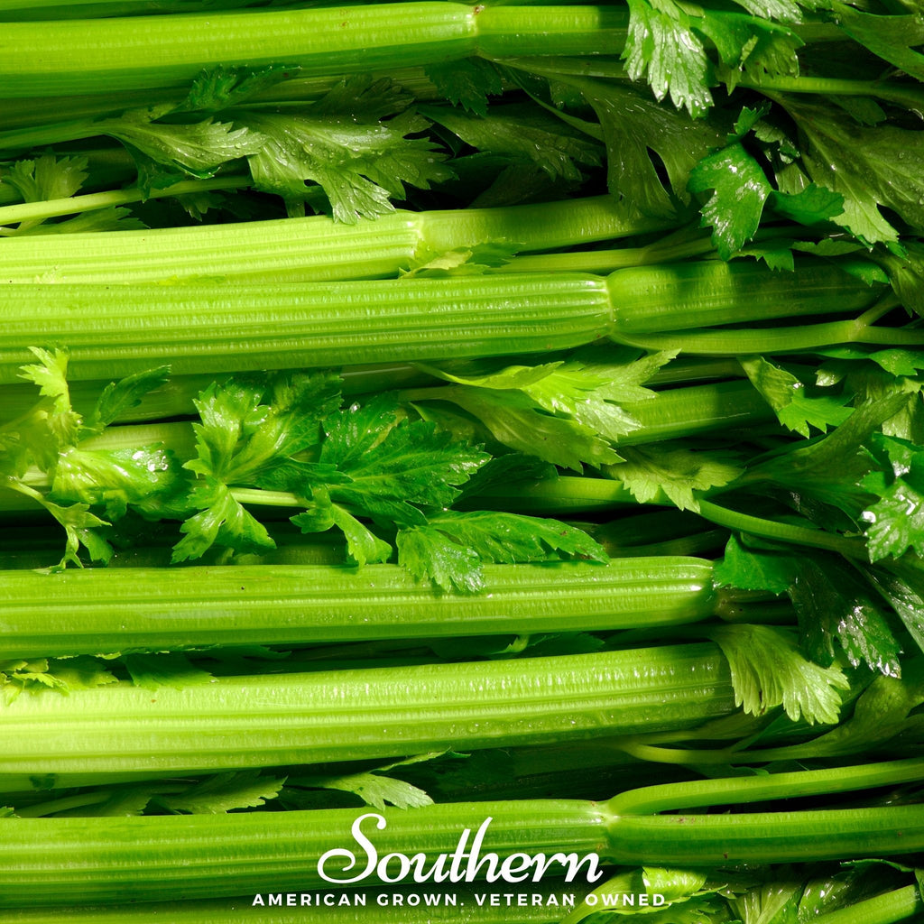 Tendercrisp Celery – 300 Seeds - Garden Gets