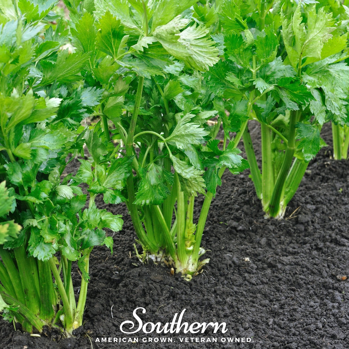 Tendercrisp Celery – 300 Seeds - Garden Gets