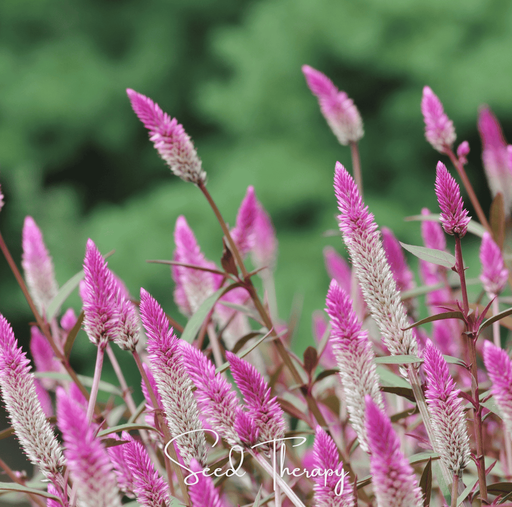Flamingo Feather Celosia – 40 Seeds - Garden Gets