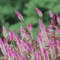 Flamingo Feather Celosia – 40 Seeds - Garden Gets
