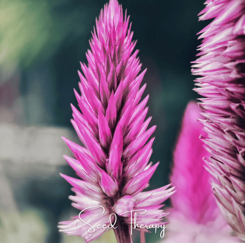 Flamingo Feather Celosia – 40 Seeds - Garden Gets