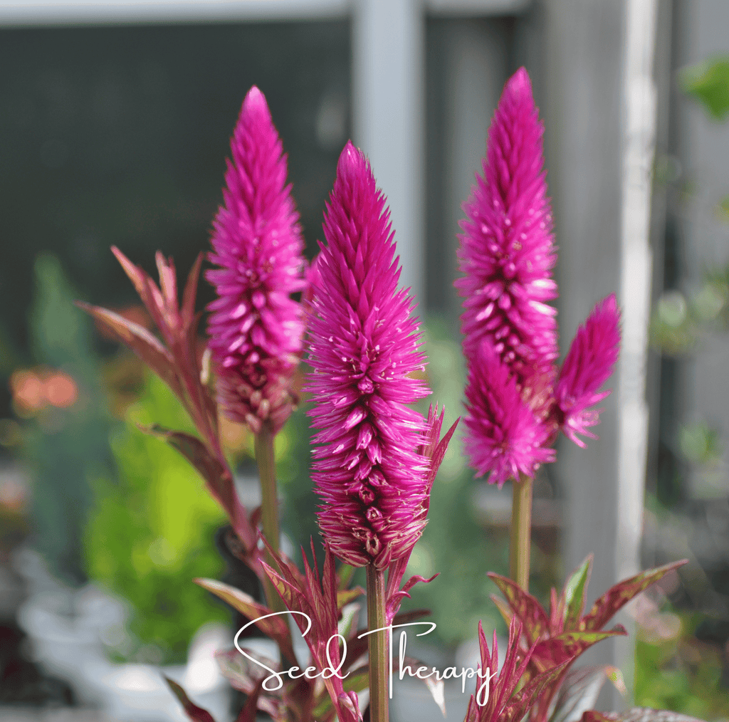 Flamingo Feather Celosia – 40 Seeds - Garden Gets